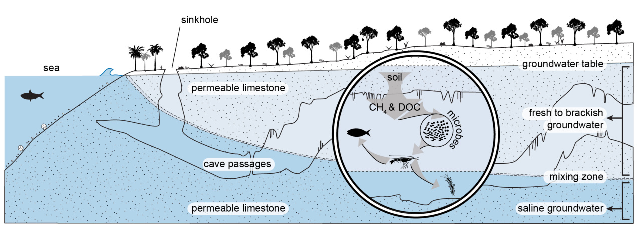 Ox Bel Ha Cross-Section | U.S. Geological Survey