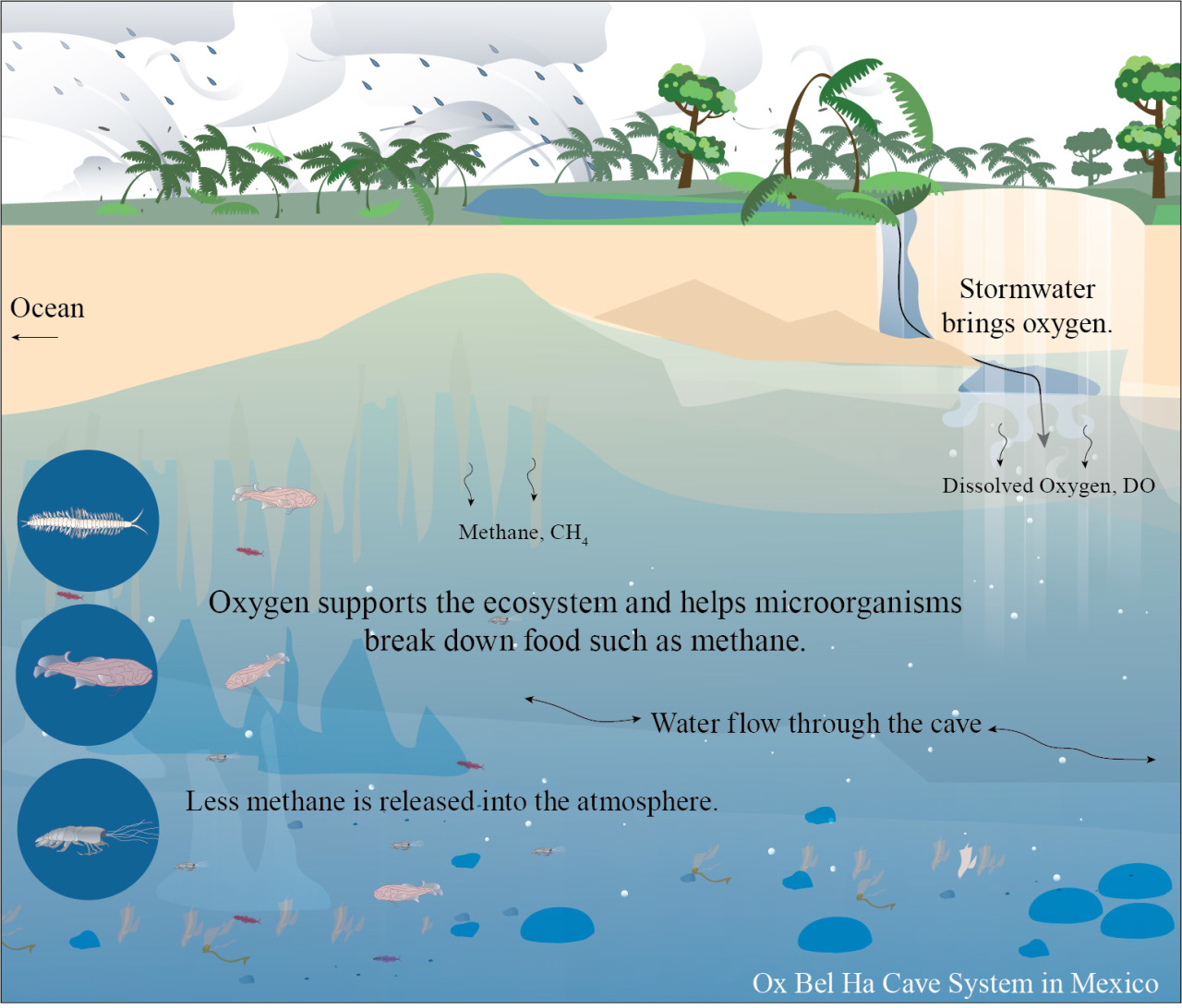 Ox Bel Ha Infographic - English Version | U.S. Geological Survey