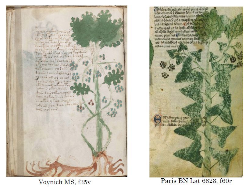 Voynich MS - The illustrations