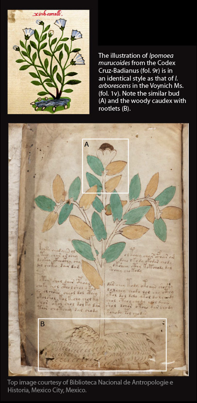 Botanists suggest Voynich illustrations similar to plants in Mexico