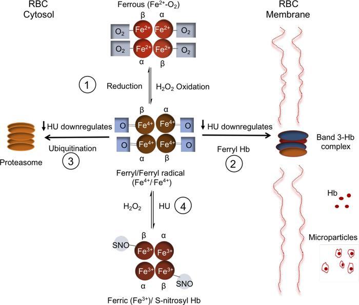 JCI Insight - Hemoglobin oxidation–dependent reactions promote interactions  with band 3 and oxidative changes in sickle cell–derived microparticles