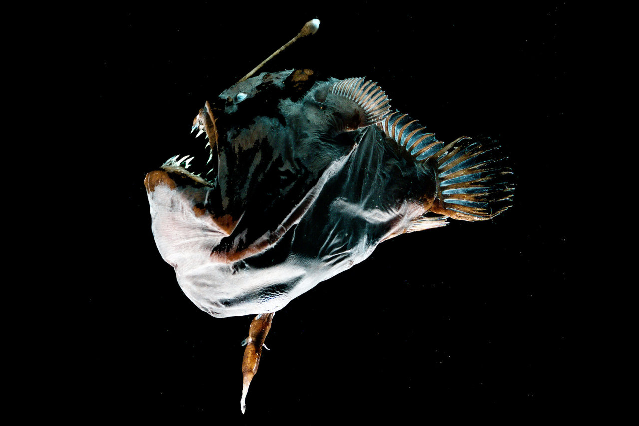 The Male Anglerfish's Evolutionary Solution to Female Rejection - The New  York Times