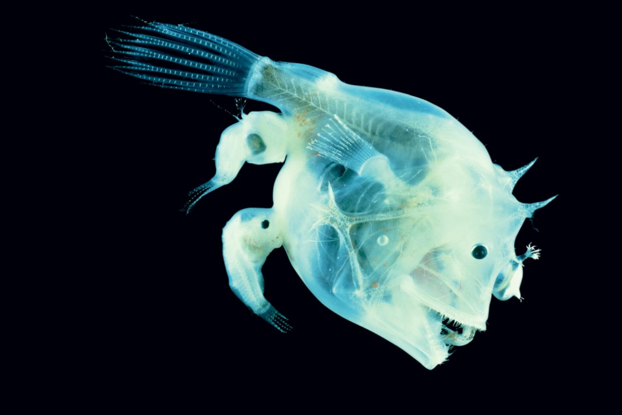 Anglerfish, Taking Romantic Attachment to a Whole New Level | National  Geographic