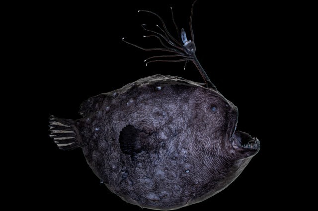 Natural History Museum of Los Angeles County presents "Discovery from the  Deep" | Natural History Museum
