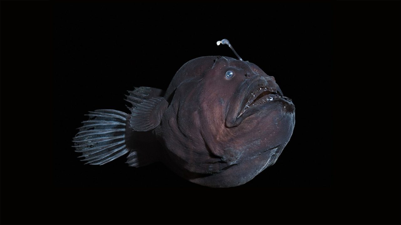 A rare black seadevil anglerfish sees the light | Woods Hole Oceanographic  Institution