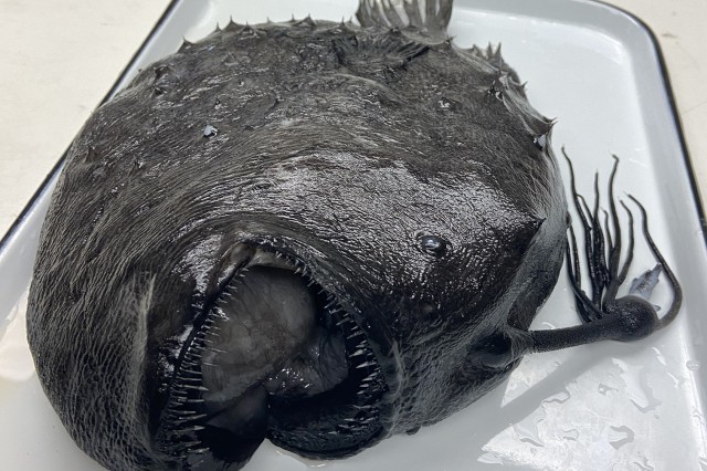 Anglerfish | Natural History Museum