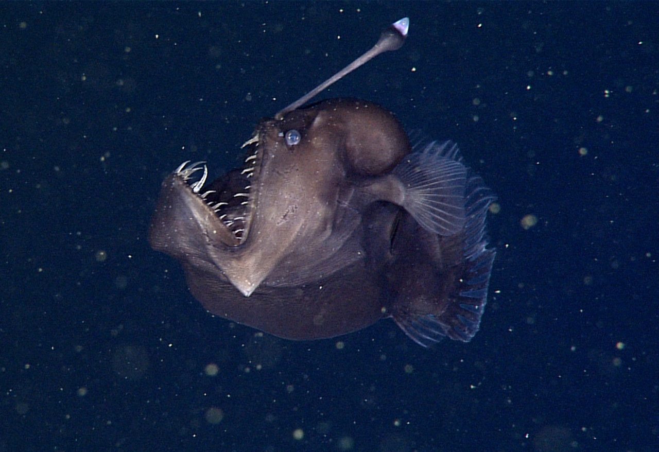 Rare Black Sea Devil Caught on Film for the First Time | National Geographic