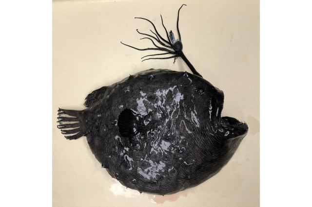 Anglerfish | Natural History Museum