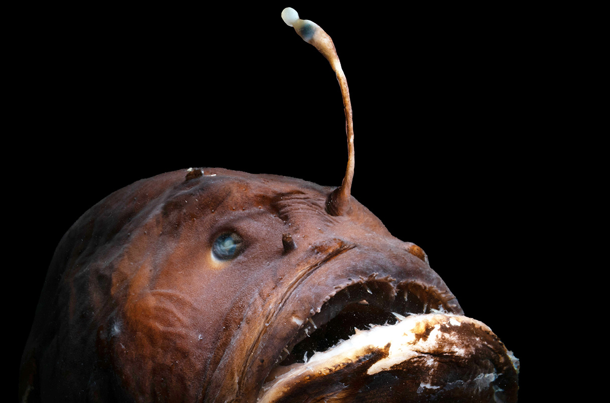Why do anglerfish have glowing lures? It might be sex | Science | AAAS