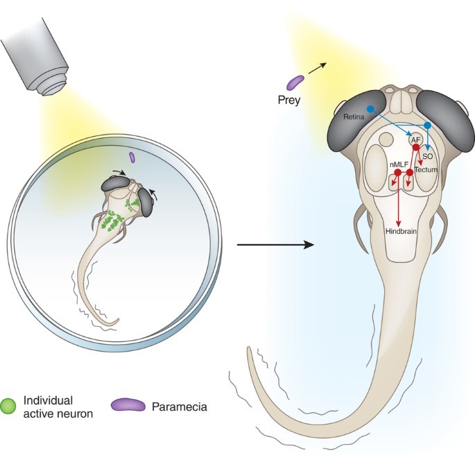 Tracking microscopy enables whole-brain imaging in freely moving zebrafish  | Nature Methods