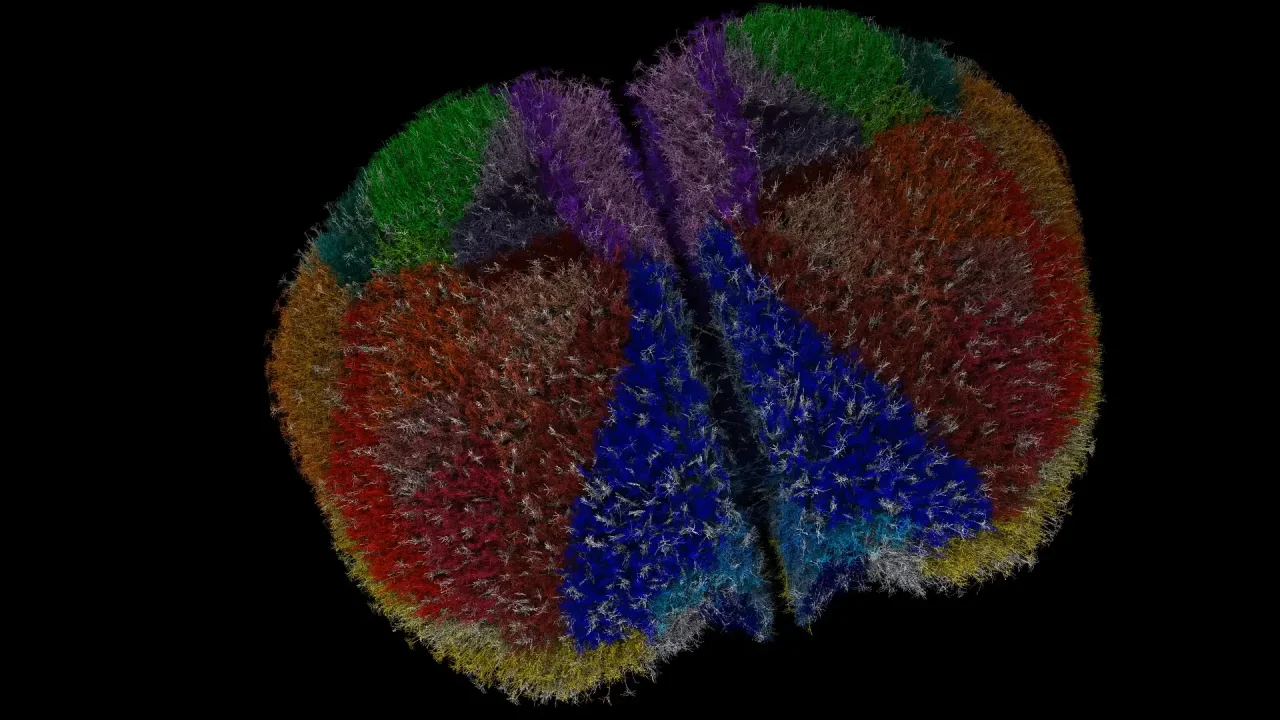 Supercomputer Fugaku Mouse Cortex Simulation