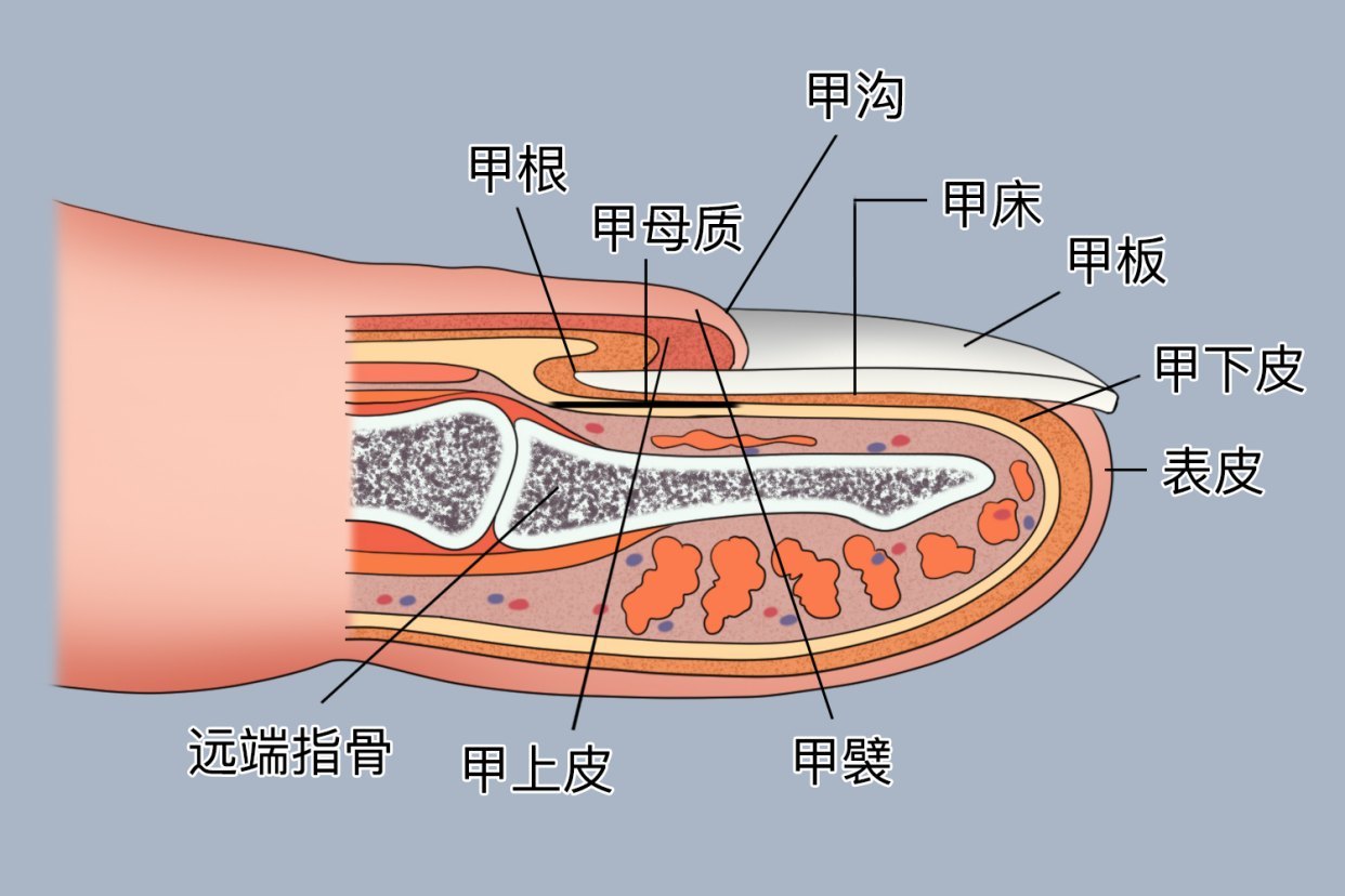 指甲盖结构图| 百度健康·医学科普