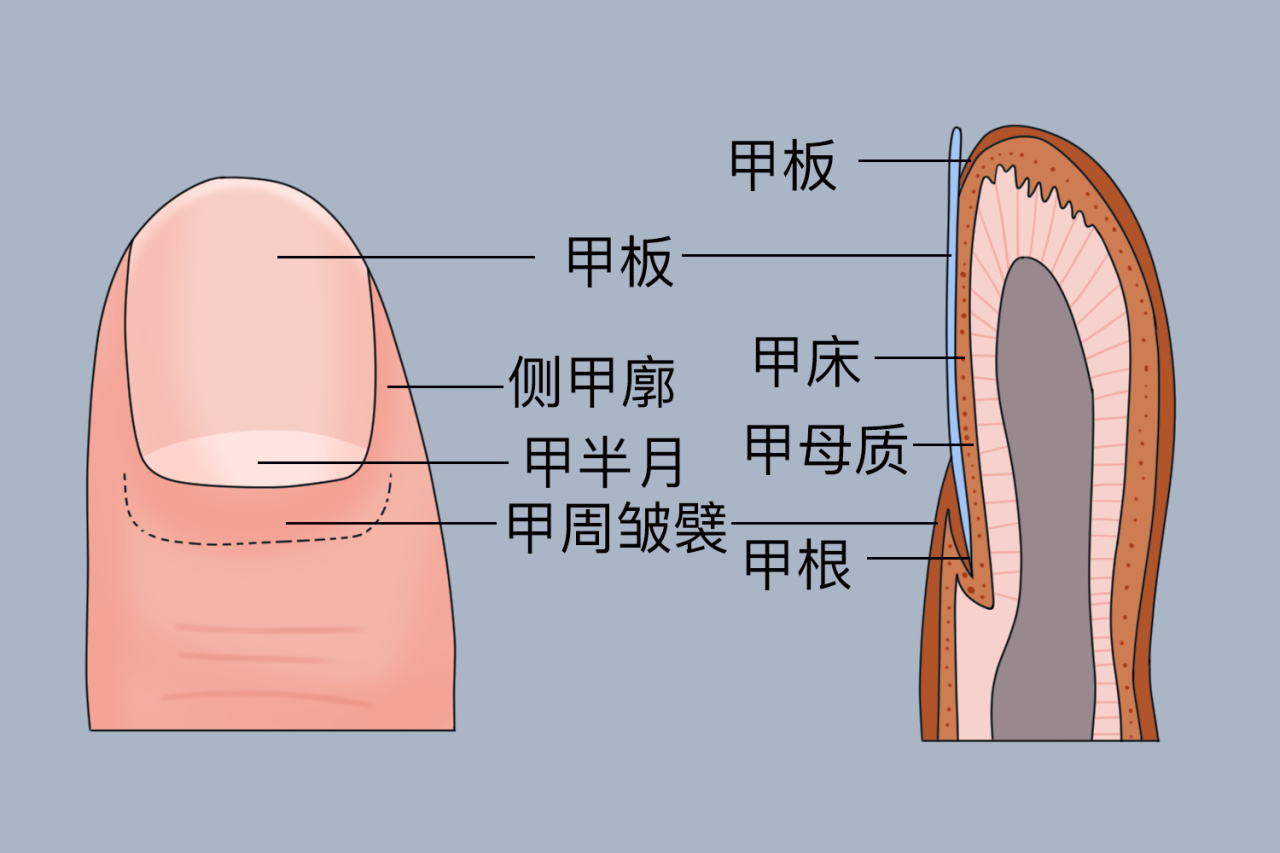 指甲生长过程图_有来医生