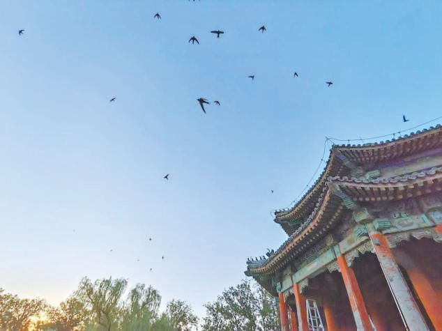 北京雨燕