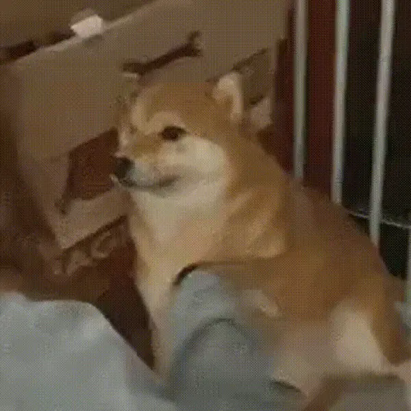 动图