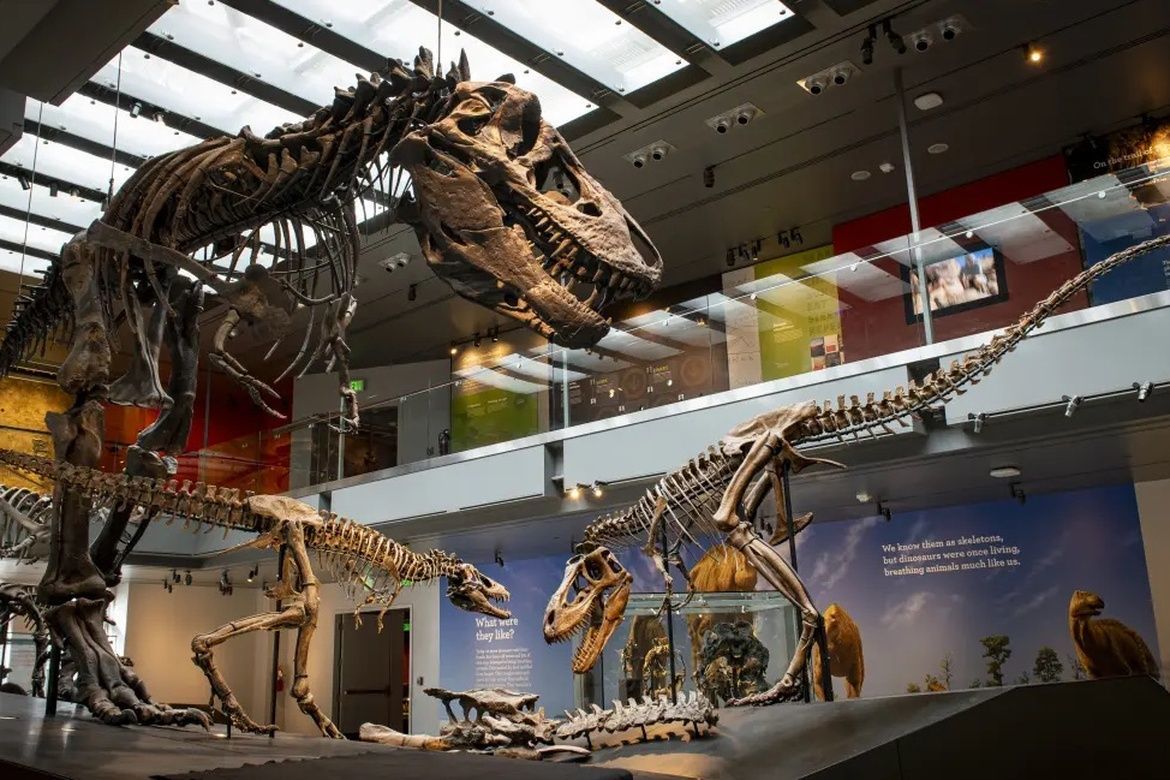 Photo | “Thomas,” a 17-year-old T. rex, and other dinosaur skeletons on  display at the Natural History Museum of Los Angeles County. | UCLA