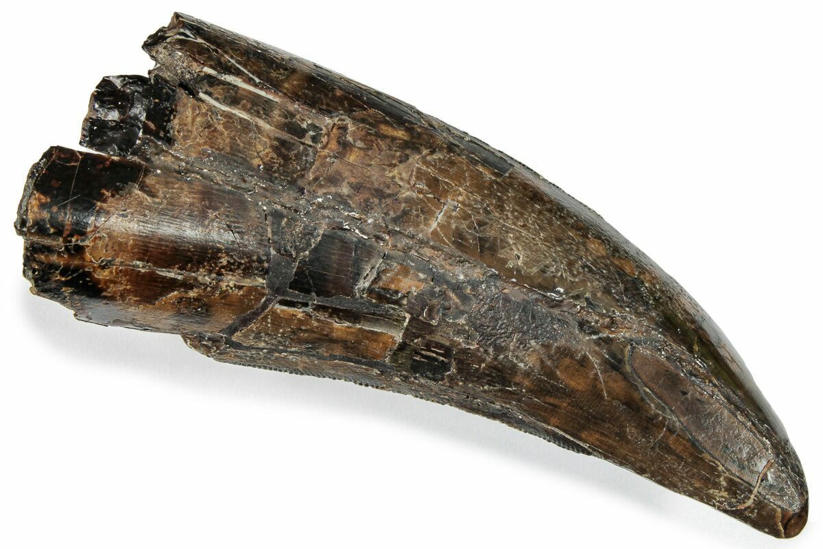 Serrated 3.49" Tyrannosaurus (T-Rex) Tooth - Montana (#246275) For Sale -  FossilEra.com