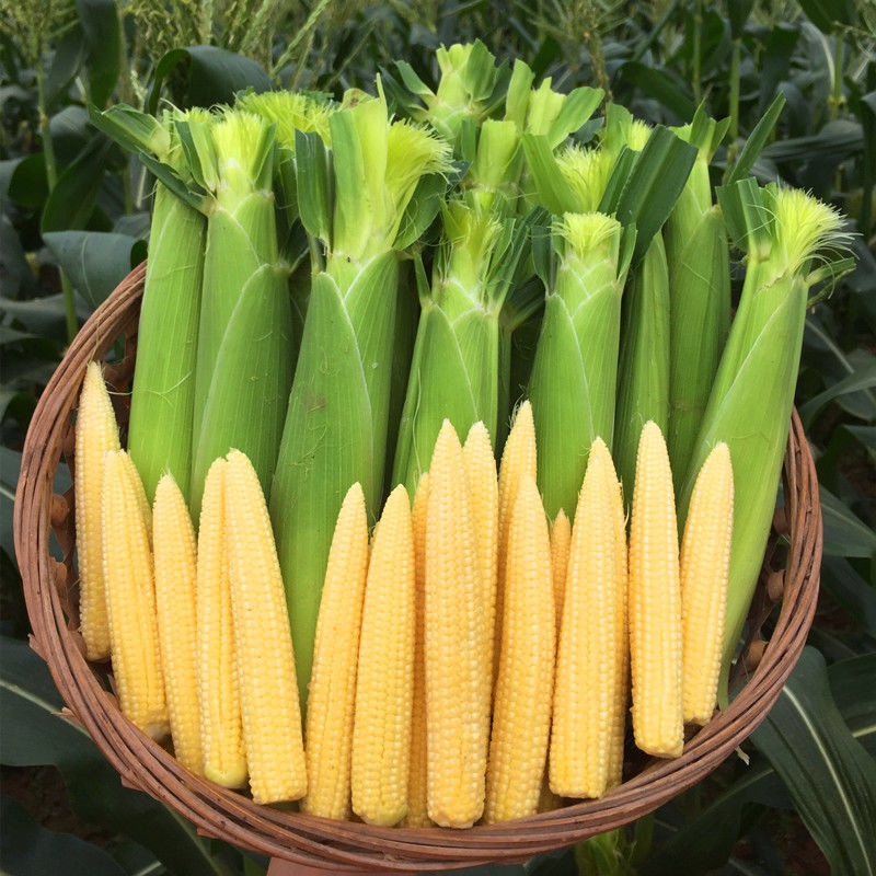 甜玉米笋迷你小玉米笋水果玉米新鲜沙拉菜蔬菜食材新鲜玉米笋5斤带皮【价格图片品牌报价】-苏宁易购