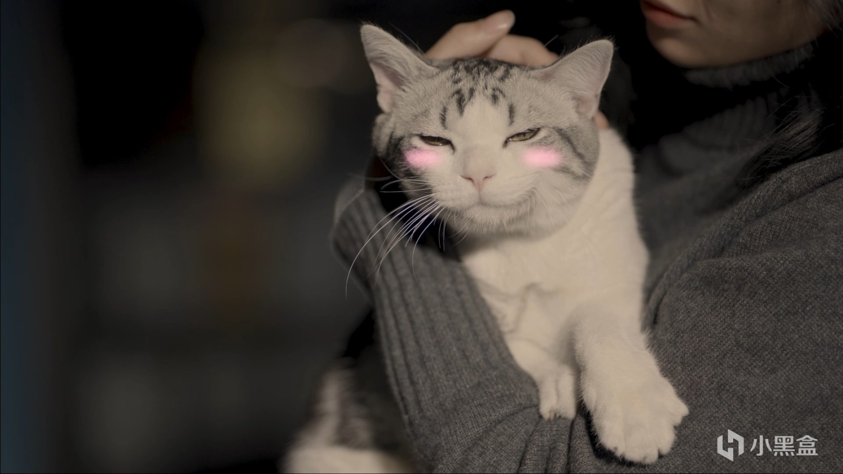 【遊戲綜合】國產多人《巴基球》免費開玩 貓貓為救女友變身猛獸-第2張