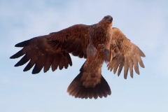 《刺客信條：幻景》將解釋主角的老鷹爲何未在前作出現