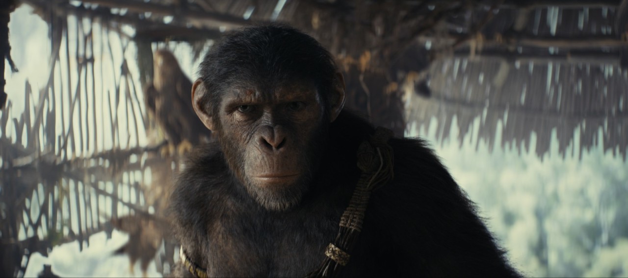 《猩球崛起4》新劇照公佈   明年5月24日北美上映-第3張