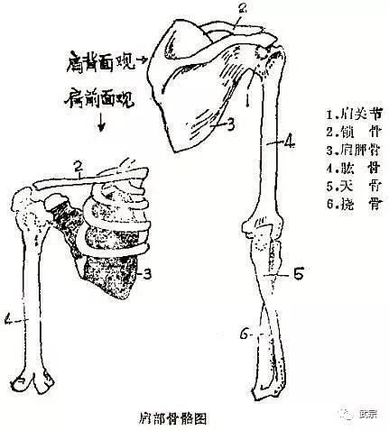 分筋错骨手之卸骨术·肩关节（医药费自理谢谢！！）-第2张