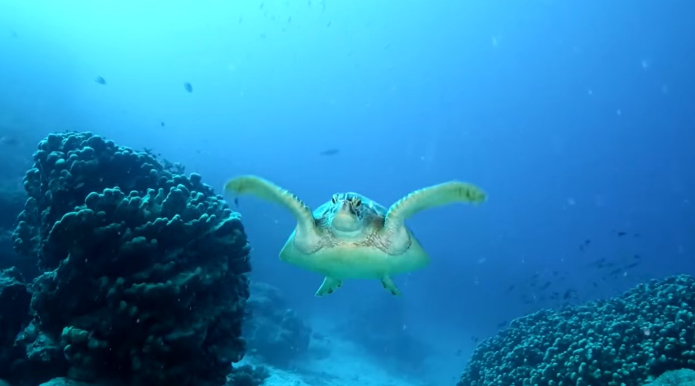 《阿凡达2：水之道》海洋保护公益片，影片12月16日上映！-第0张