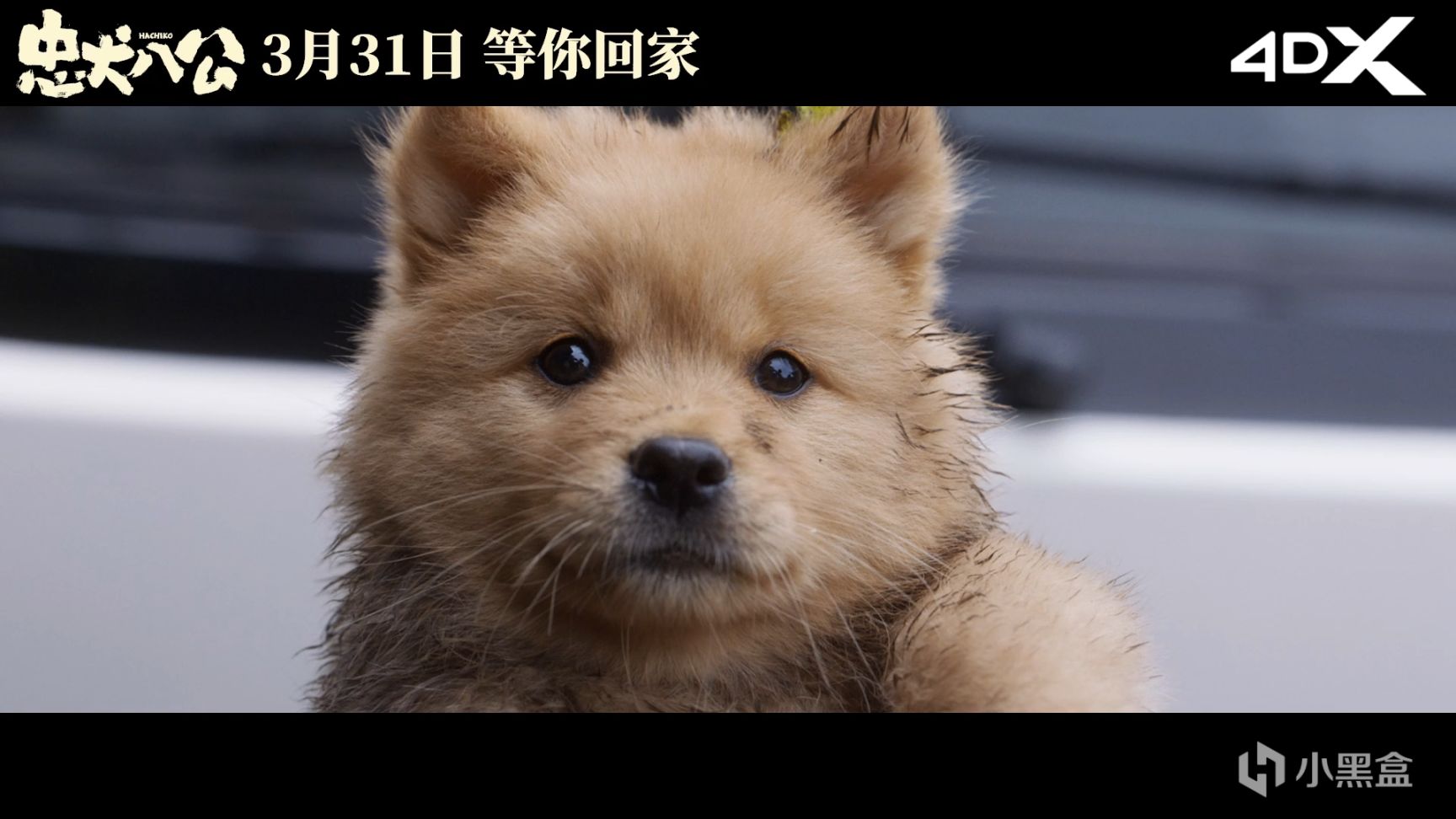 《忠犬八公》首映泪目全场 多维情感直戳观众共鸣-第0张