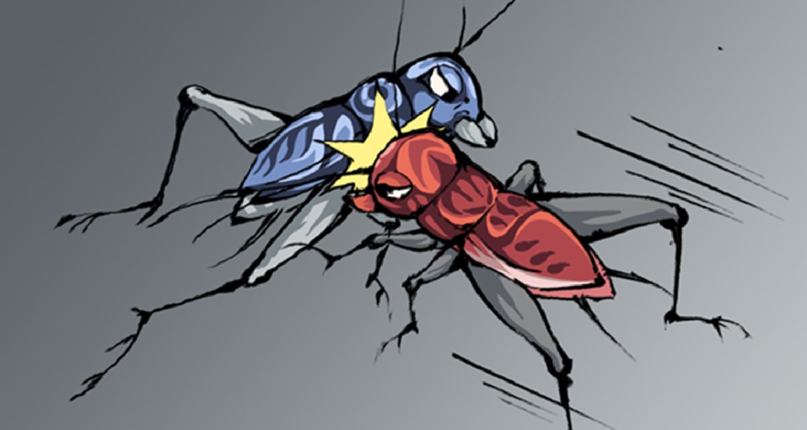 在蟋蟀界，“挑逗”是門必修課……