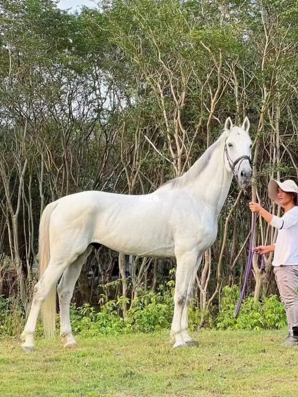 【荒野大鏢客2】馬匹介紹及現實原型對照-第39張