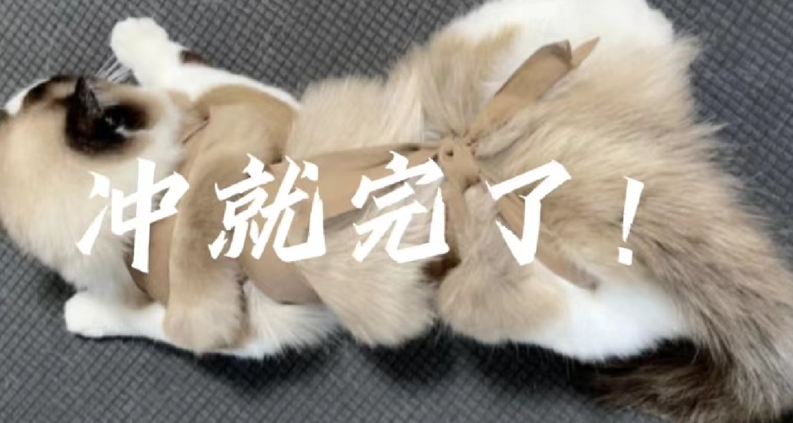 猫咪发Q怎么解决——性盛致灾，割以永治