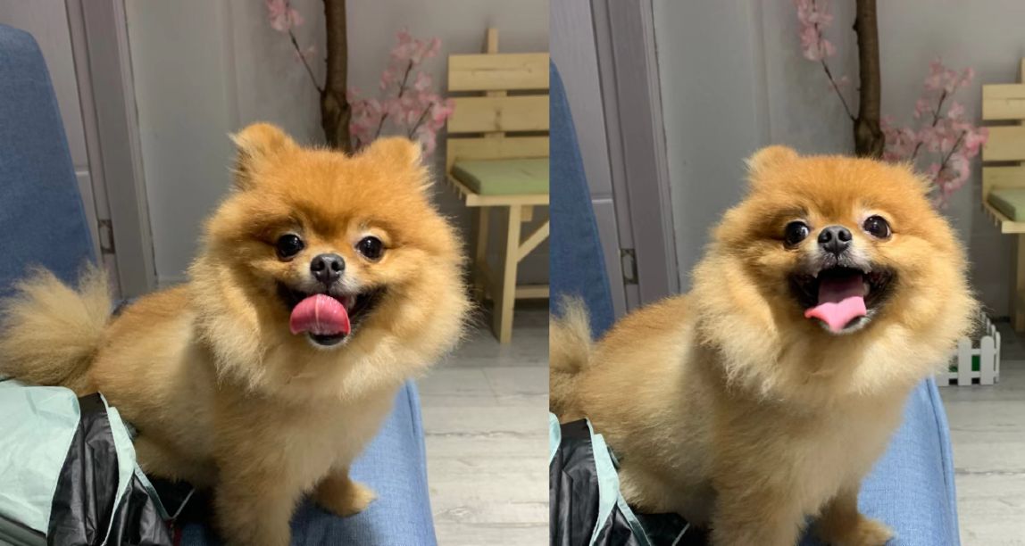 记录小狗陪游戏少女度过的每一天