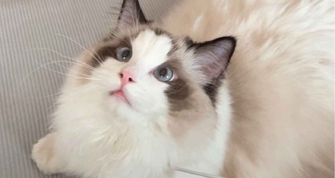 如何养出健康快乐的小猫？新手养猫小经验分享（上）