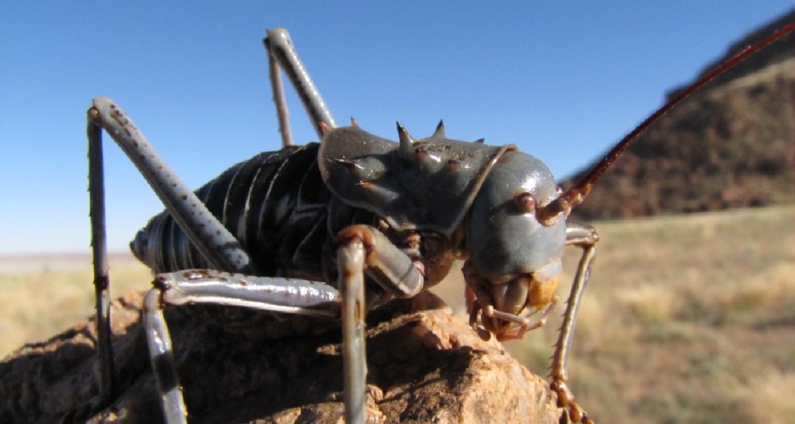 [奇怪生物日志]一看就是战斗力很强的大哥啊