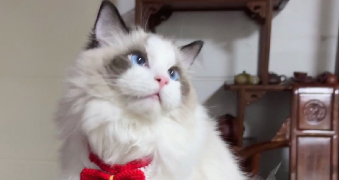 如何养出健康快乐的小猫？新手养猫小经验分享（下）