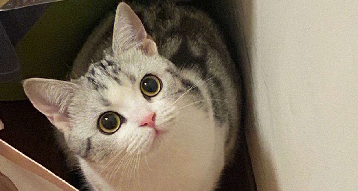 如何選擇一隻適合自己的貓咪？（上）