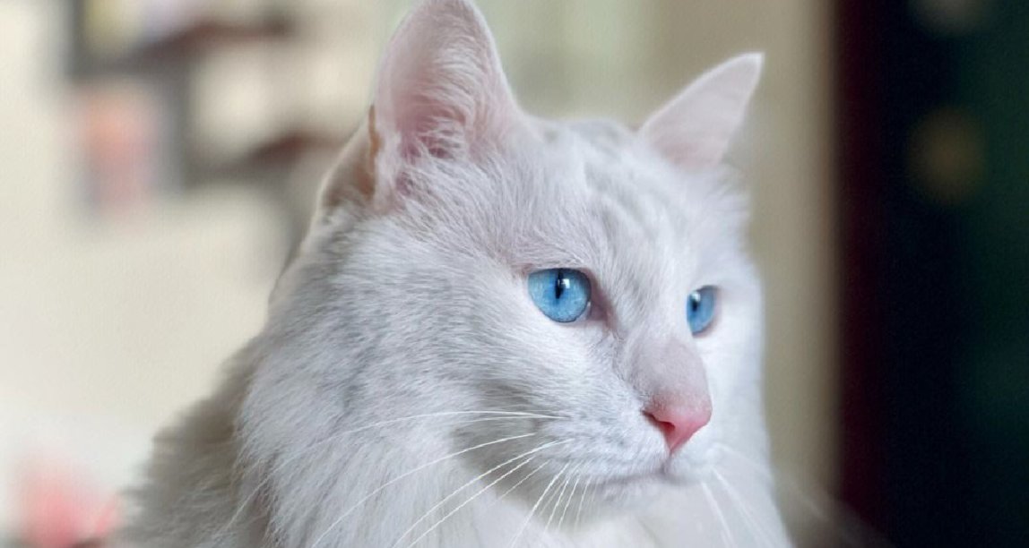 如何選擇一隻適合自己的貓咪？（下）