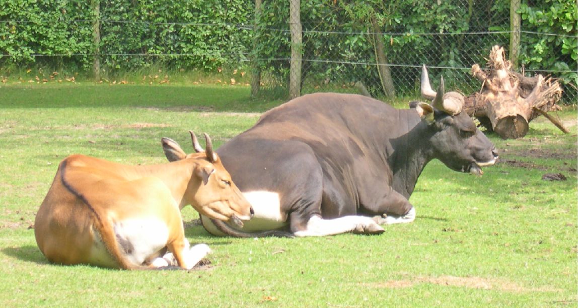 【物种起源】牛类的起源