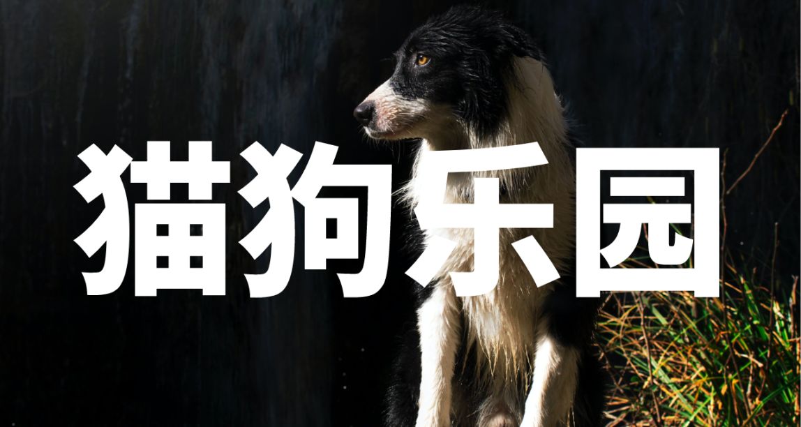 狗狗的歪頭殺是怎麼回事？