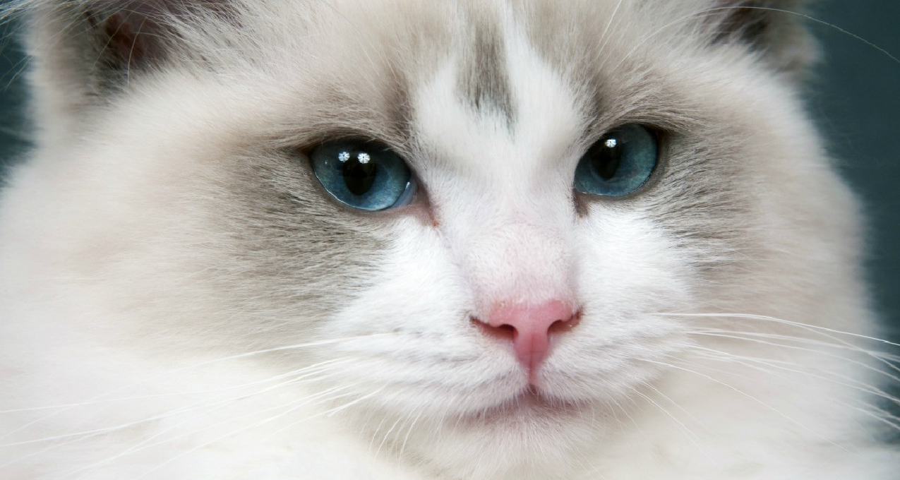 【貓貓推薦】選擇一隻適合自己的貓貓吧！