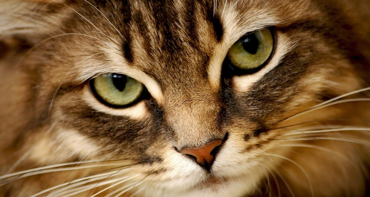 盤點那些常見的中華田園貓