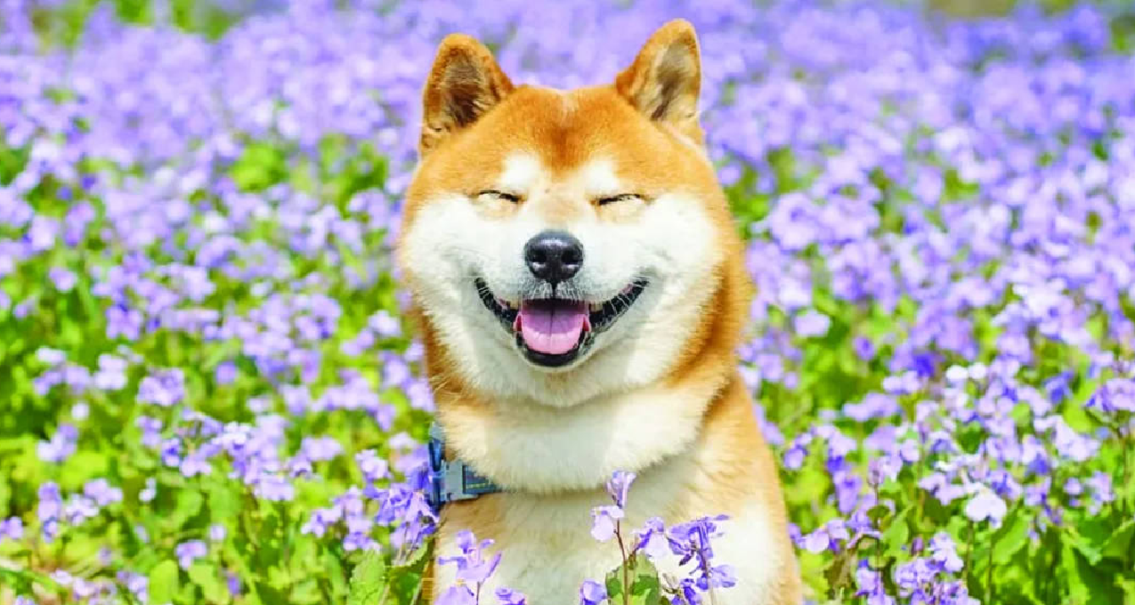 狗兒要唱狗兒歌，寵物狗狗大盤點！