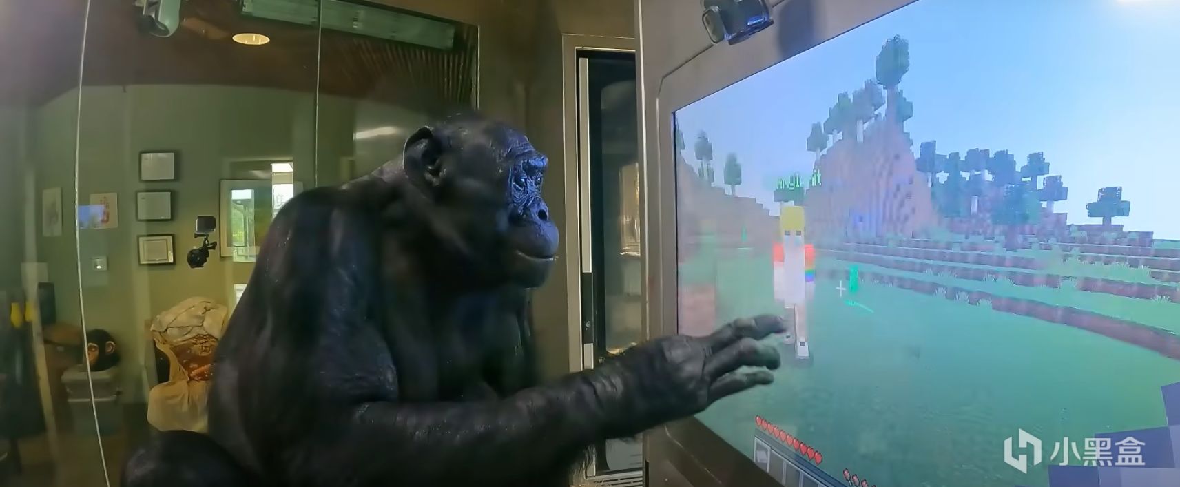 【PC遊戲】猿神，啟動!世界上最聰明的黑猩猩學會了玩《我的世界》-第10張