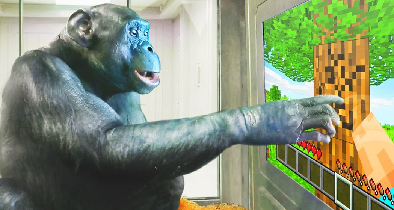 猿神，启动!世界上最聪明的黑猩猩学会了玩《我的世界》