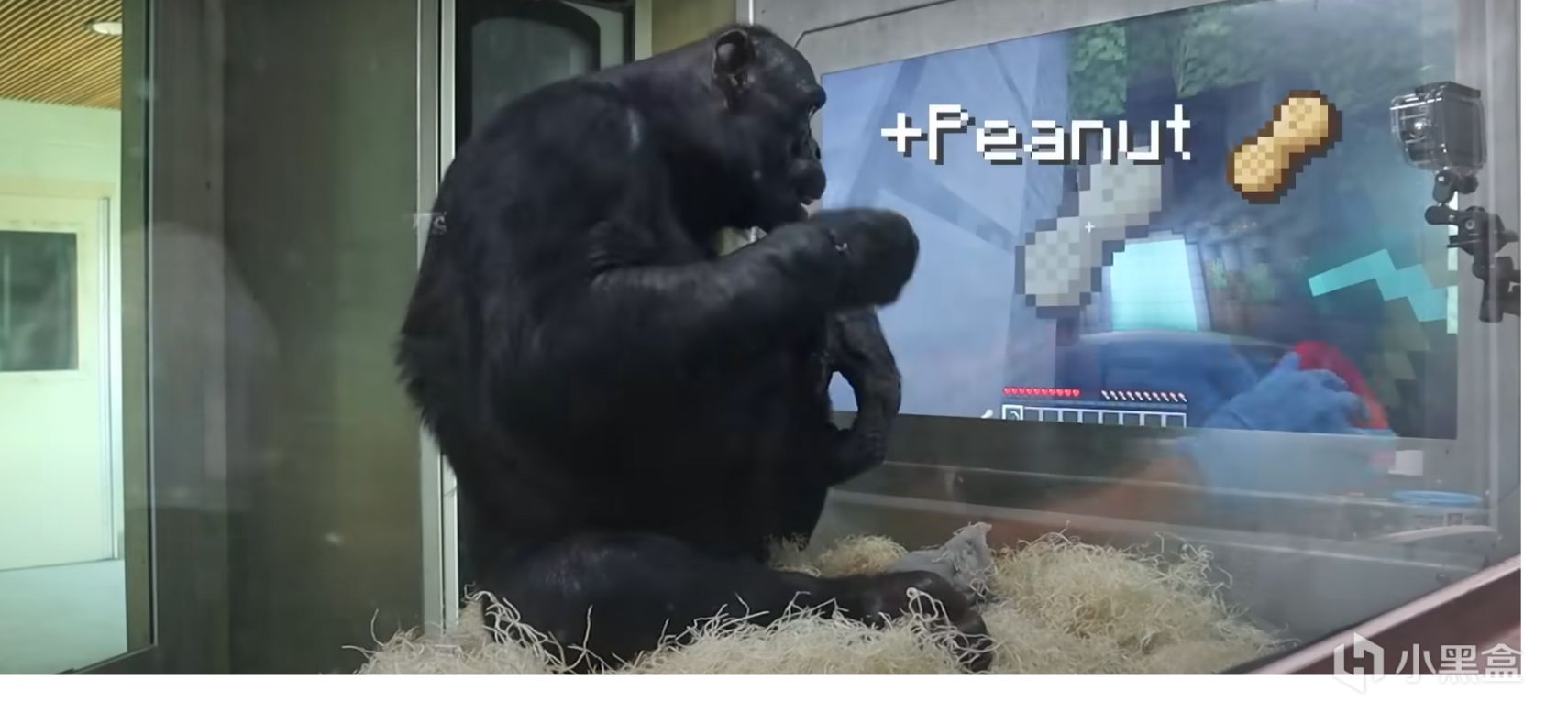 【PC游戏】猿神，启动!世界上最聪明的黑猩猩学会了玩《我的世界》-第8张