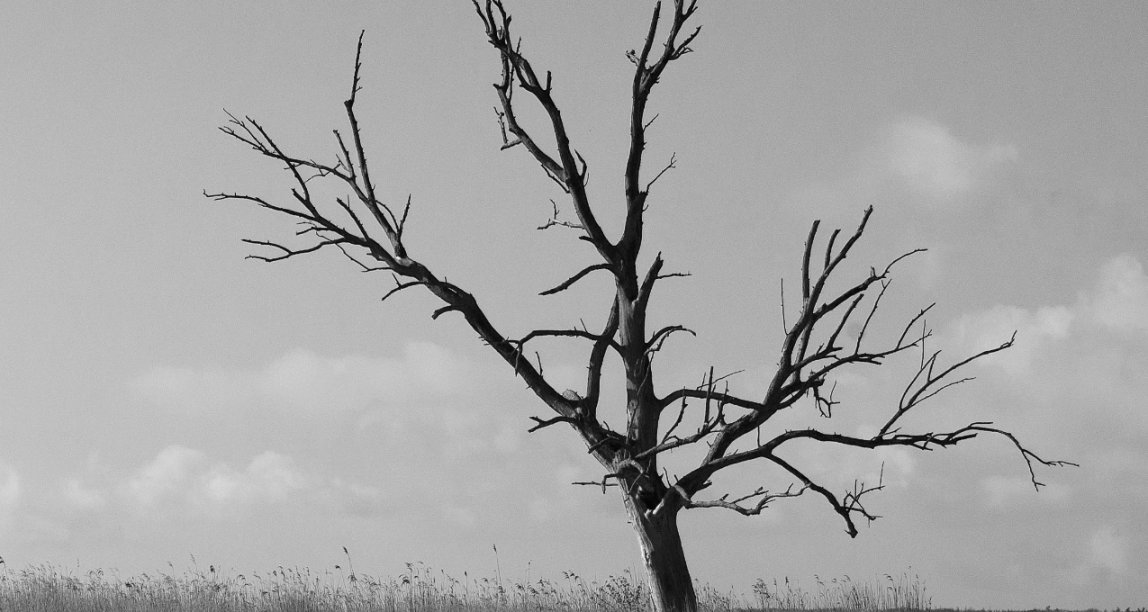 爸妈家常便饭般的吵架，让我又一次陷入沉默