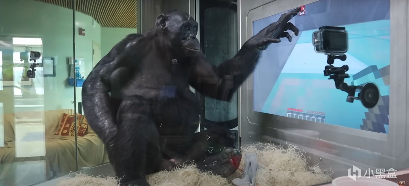 【PC游戏】猿神，启动!世界上最聪明的黑猩猩学会了玩《我的世界》-第7张