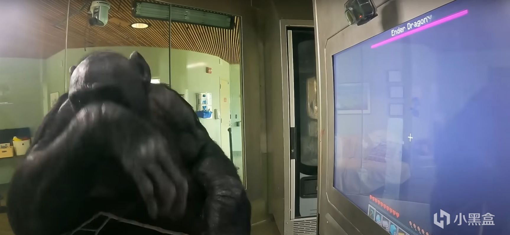 【PC遊戲】猿神，啟動!世界上最聰明的黑猩猩學會了玩《我的世界》-第15張
