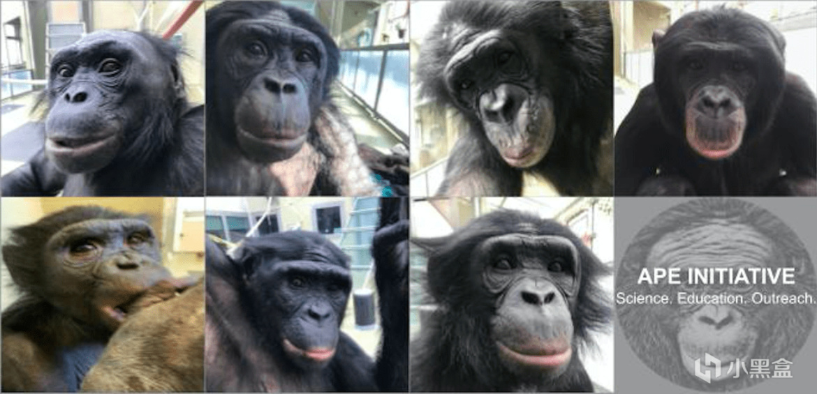 【PC遊戲】猿神，啟動!世界上最聰明的黑猩猩學會了玩《我的世界》-第3張