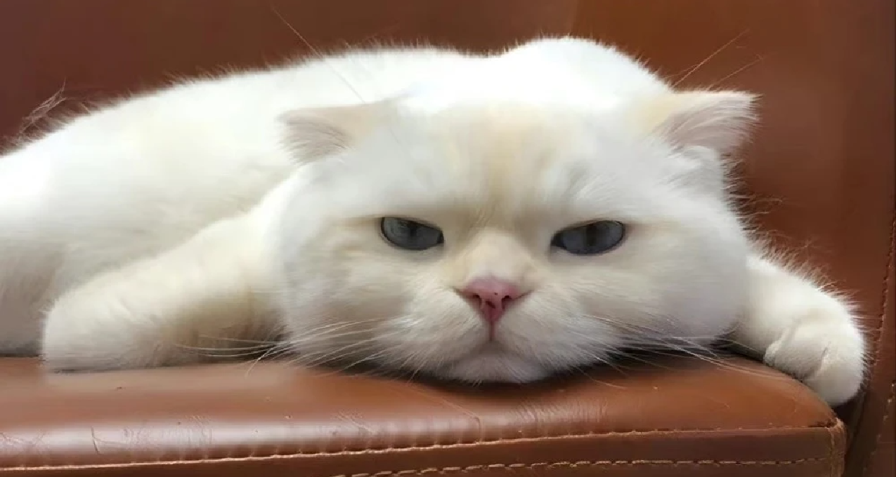 【大一新生须知】那些没人会告诉你的事情：职位篇